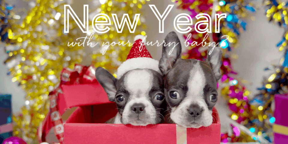 7 Tips to Ring in the New Year Safely: Protecting Your Pup During Celebrations